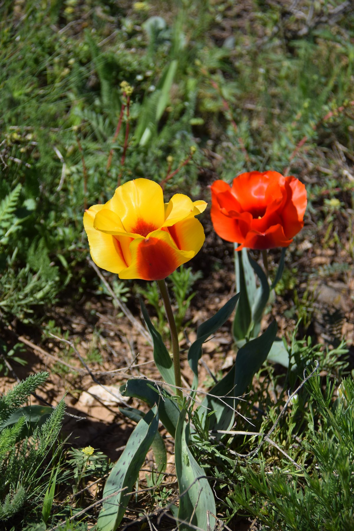 Wild Greig's tulips blooming in Aksu-Zhabagly Nature Reserve