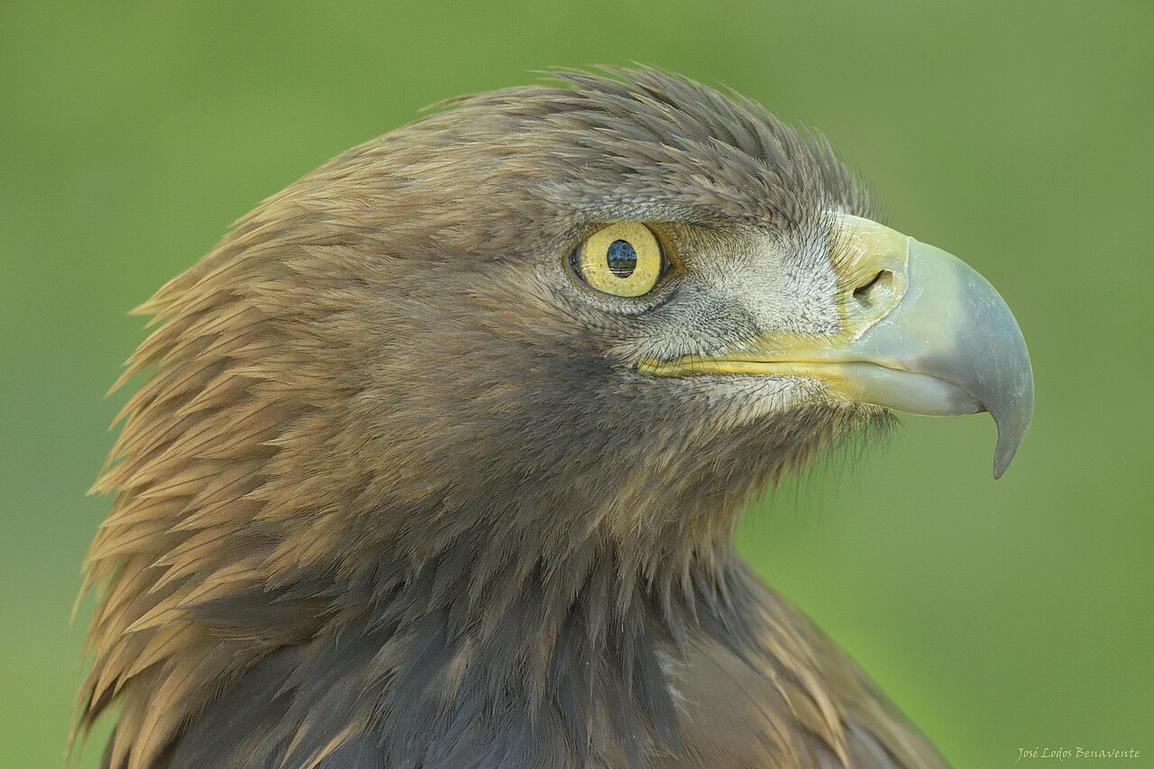 A golden eagle in profile - berkutchi fly females, which run about a quarter heavier than males
