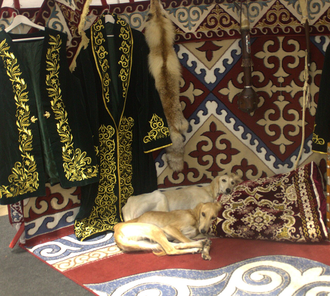 Tazy, the Kazakh sighthound that works alongside the eagle, resting on felt rugs beside a fox pelt